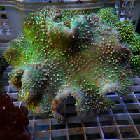 Aussie Goliath Green Polyp Green Leather Toadstool (5-7")
