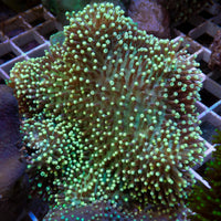 Aussie Goliath Green Polyp Green Leather Toadstool (5-7")
