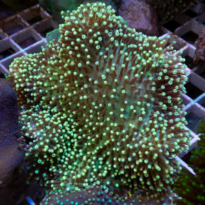 Aussie Goliath Green Polyp Green Leather Toadstool (5-7")