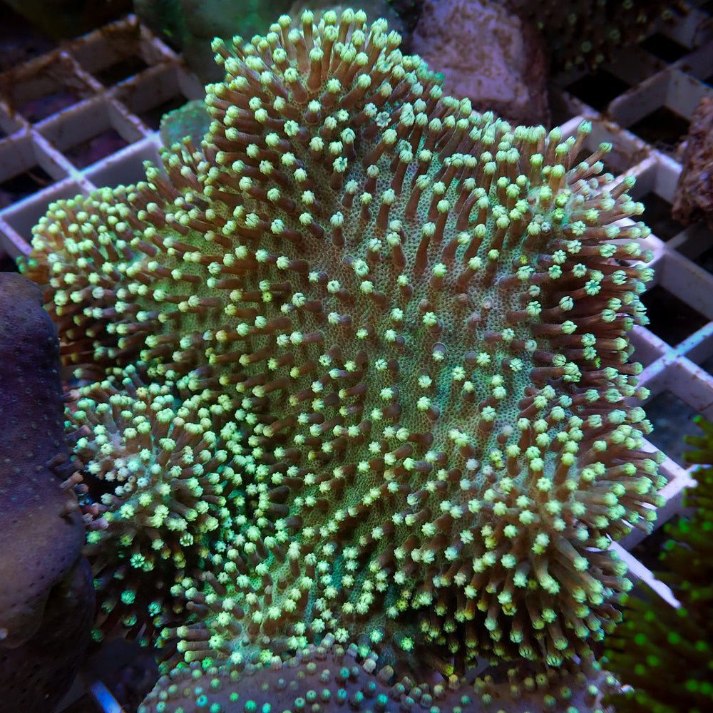 Aussie Goliath Green Polyp Green Leather Toadstool (5-7