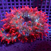 Cherry Bomb Rainbow Bubble Tip Anemone’s
