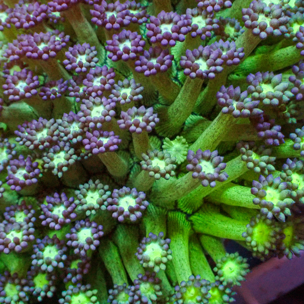 Purple Green Goniopora (0.5-1” Frag)