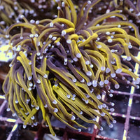 WYSIWYG CA 24k Gold Indo Torch Colony (4 Polyps) - Corals Anonymous