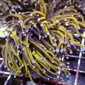 WYSIWYG CA 24k Gold Indo Torch Colony (4 Polyps) - Corals Anonymous