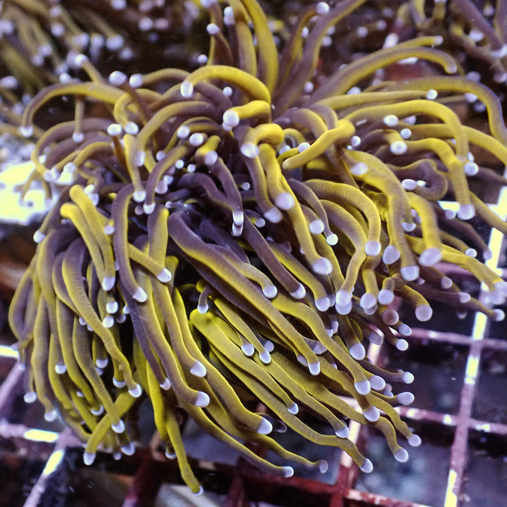 WYSIWYG CA 24k Gold Indo Torch Colony (4 Polyps) - Corals Anonymous
