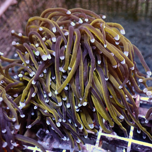 WYSIWYG indo Torch Colony (4 Polyps) - Corals Anonymous