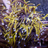 WYSIWYG CA 24k Gold Indo Torch Colony (4 Polyps) - Corals Anonymous