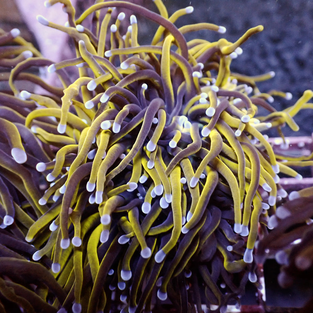 WYSIWYG CA 24k Gold Indo Torch Colony (4 Polyps) - Corals Anonymous