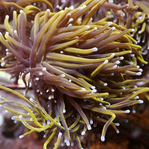 WYSIWYG CA 24k Gold Indo Torch Colony (3 Polyps) - Corals Anonymous