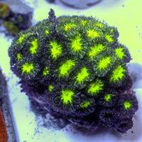 WYSIWYG Emerald Blastomussa Merletti Colony (30+ Polyps) - Corals Anonymous