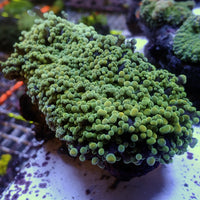 WYSIWYG Aussie Multicolor Green Frogspawn Wall Colony (3-4") - Corals Anonymous