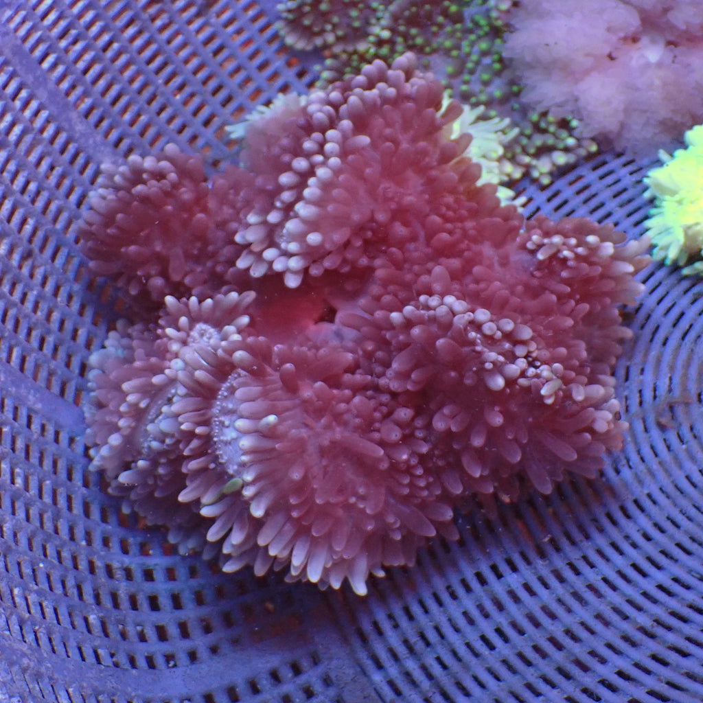 WYSIWYG Ultra Purple Sebae Anemone (4-5") - Corals Anonymous