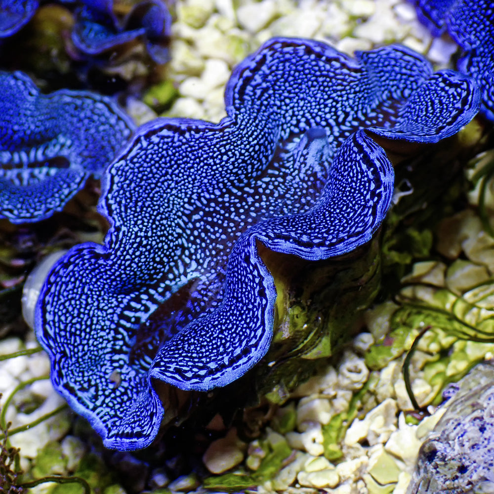 Ultra Blue Tridacna Squamosa Clam (Aquaculture) - Corals Anonymous