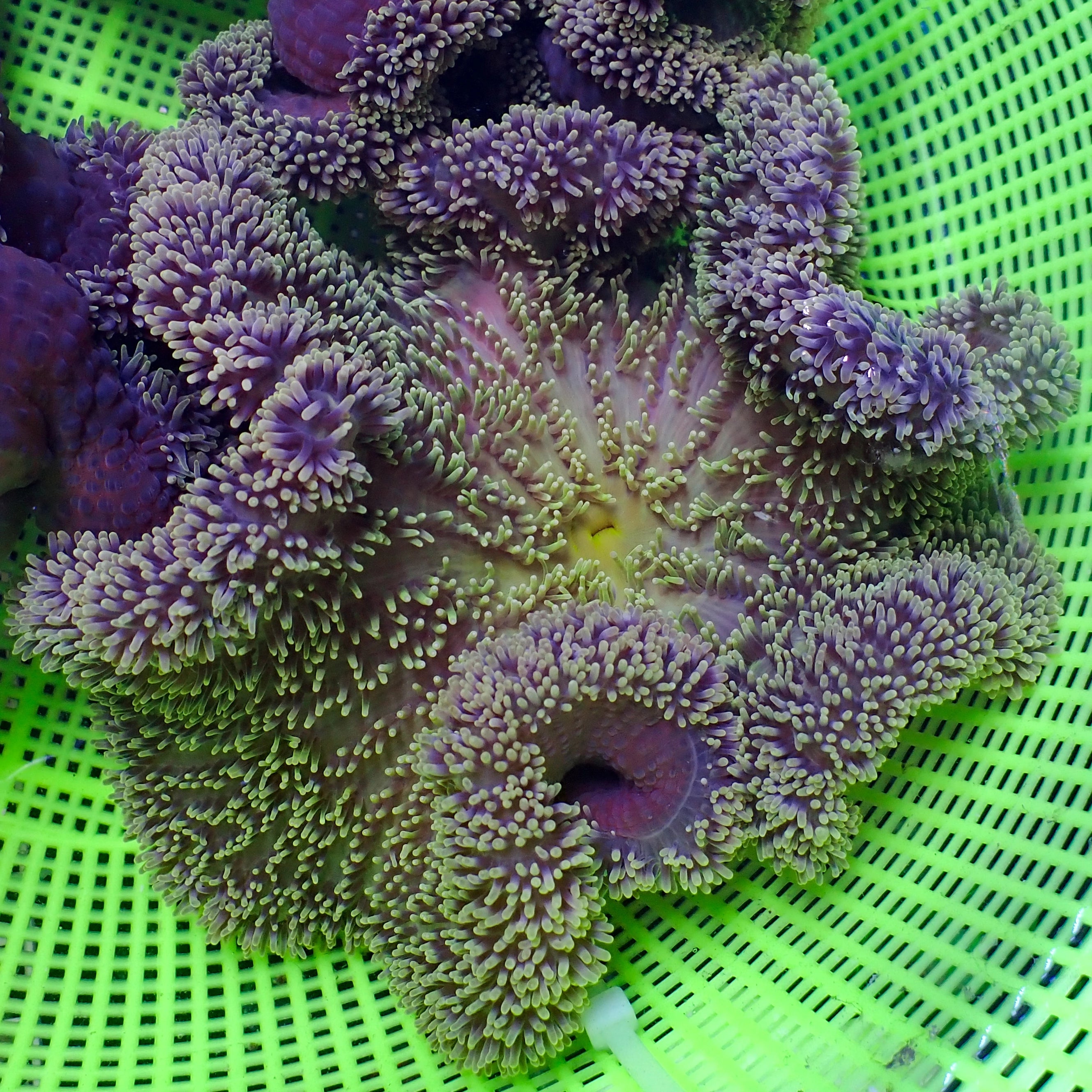 Jade Amethyst Gigantea Anemone