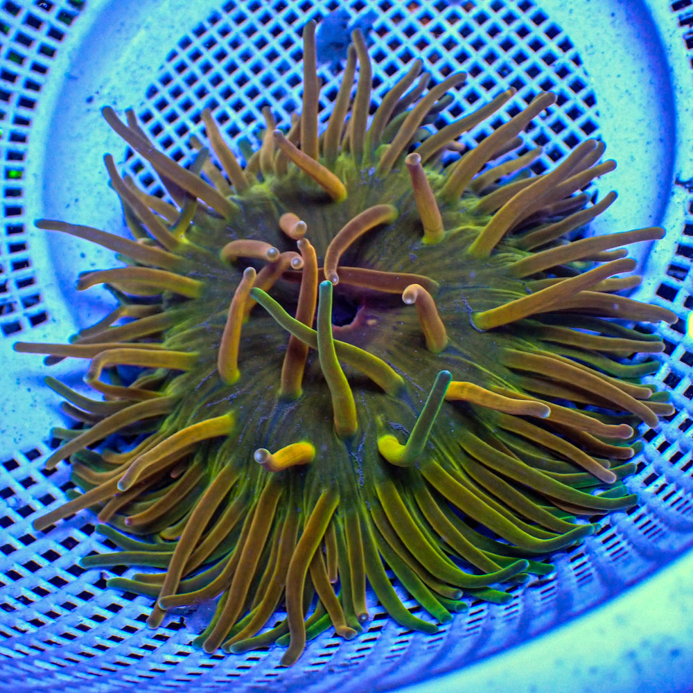 WYSIWYG Ultra Rainbow Holy Grail Long Tentacle Anemone (3-4