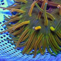 WYSIWYG Ultra Rainbow Holy Grail Long Tentacle Anemone (3-4") - Corals Anonymous