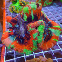WYSIWYG Ultra Rainbow Pink Dream Wellso (4-5")
