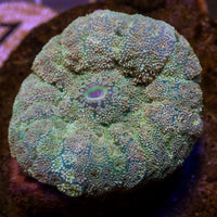 WYSIWYG Multicolor Mythic Rhodactis Mushroom