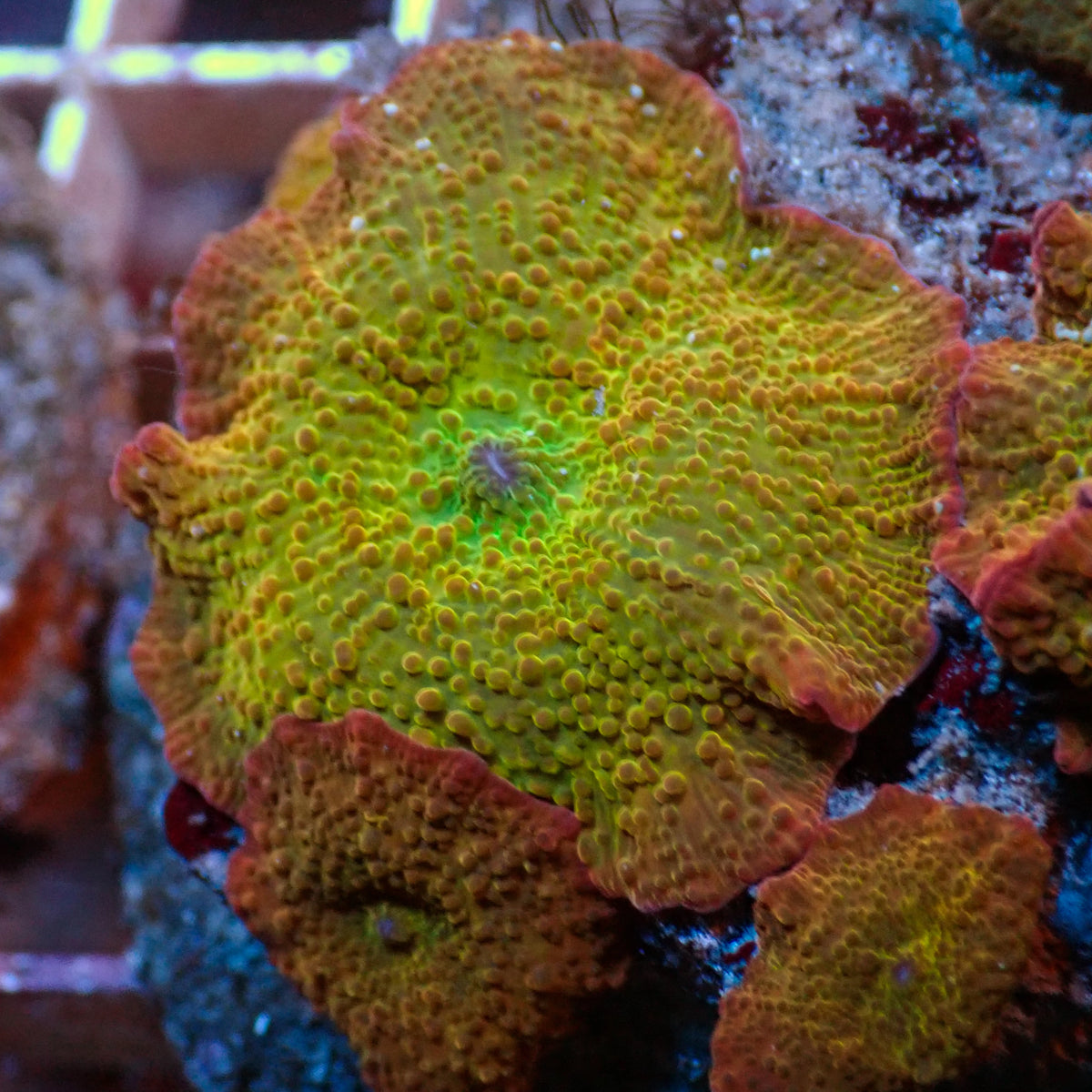 Candy Apple Rainbow Discosoma Mushroom - Corals Anonymous