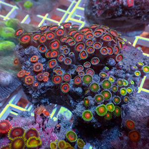 WYSIWYG Rainbow Zoa Combo Colony - Corals Anonymous