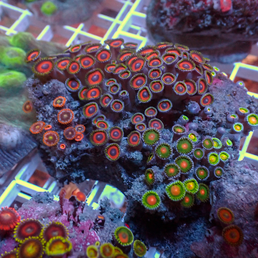 WYSIWYG Rainbow Zoa Combo Colony - Corals Anonymous