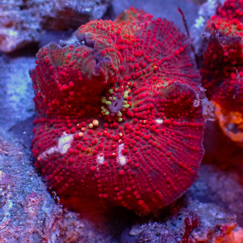 WYSIWYG Blood Lust Rainbow Discosoma Mushroom (Rare) - Corals Anonymous