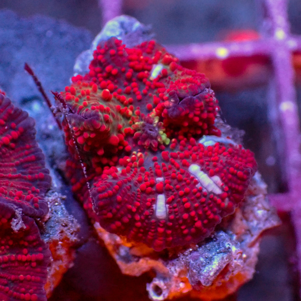 WYSIWYG Blood Lust Rainbow Discosoma Mushroom (Rare) - Corals Anonymous