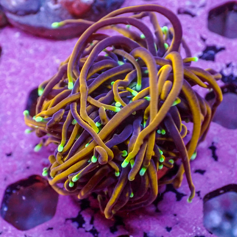 WYSIWYG Green Tip Indo Gold Torch (2 Polyps)