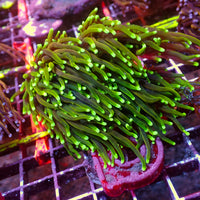 WYSIWYG Dragon Soul Torch Colony (6 Polyps) - Corals Anonymous