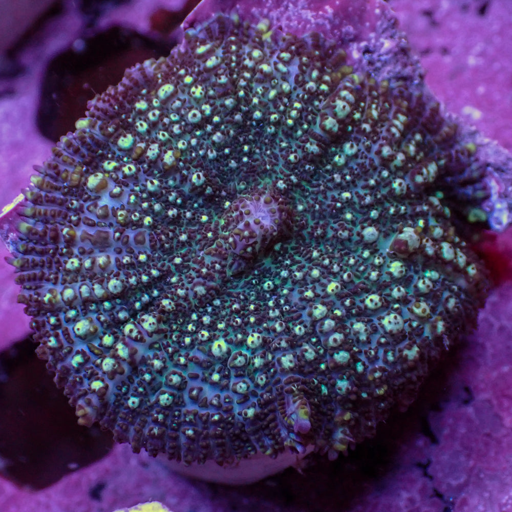 Purple Berry Rhodactis Mushroom - Corals Anonymous