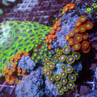 WYSIWYG Rainbow Zoa Combo Colony - Corals Anonymous