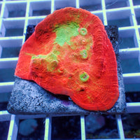 WYSIWYG Tropic Punch Rainbow Chalice (1-2") - Corals Anonymous