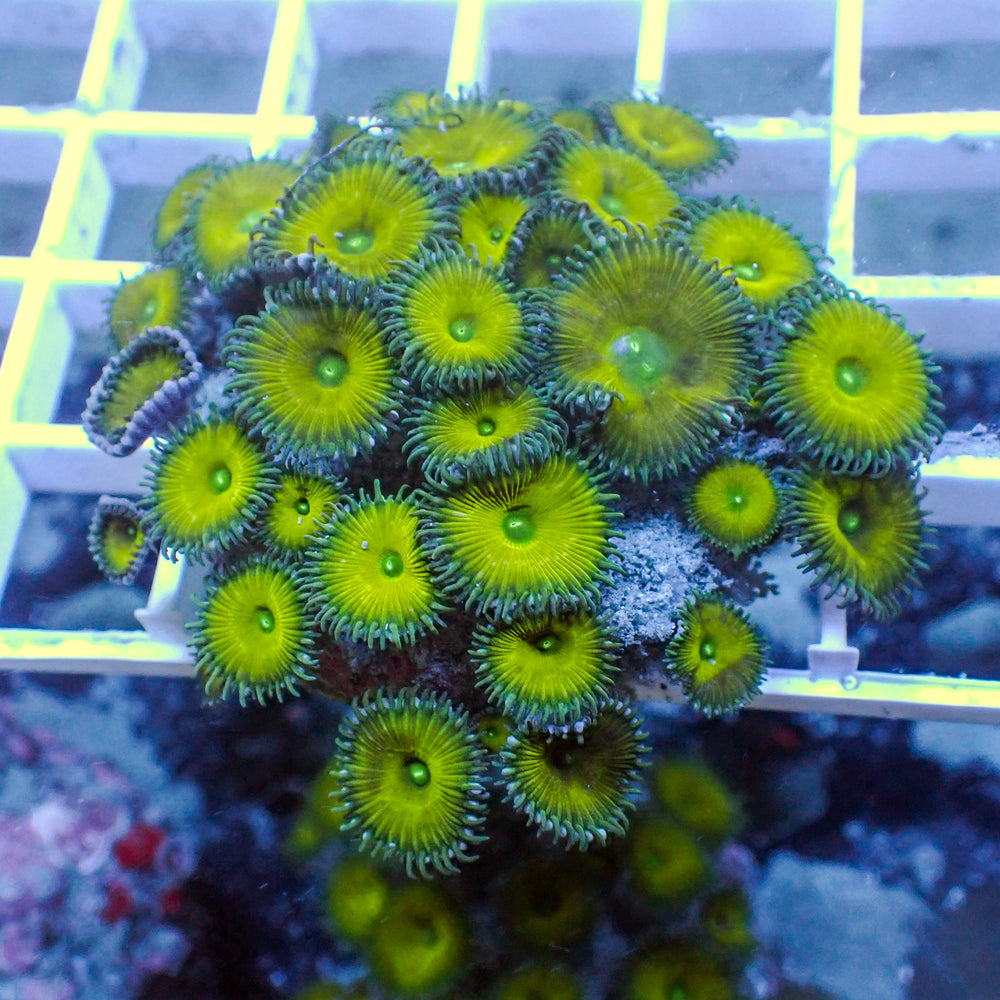 WYSIWYG Green Paly Colony (30+ Polyps) - Corals Anonymous