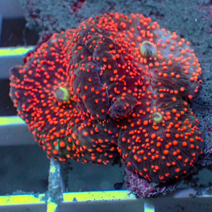 WYSIWYG Red Interstellar Discosoma Mushroom Colony (3 Polyps)