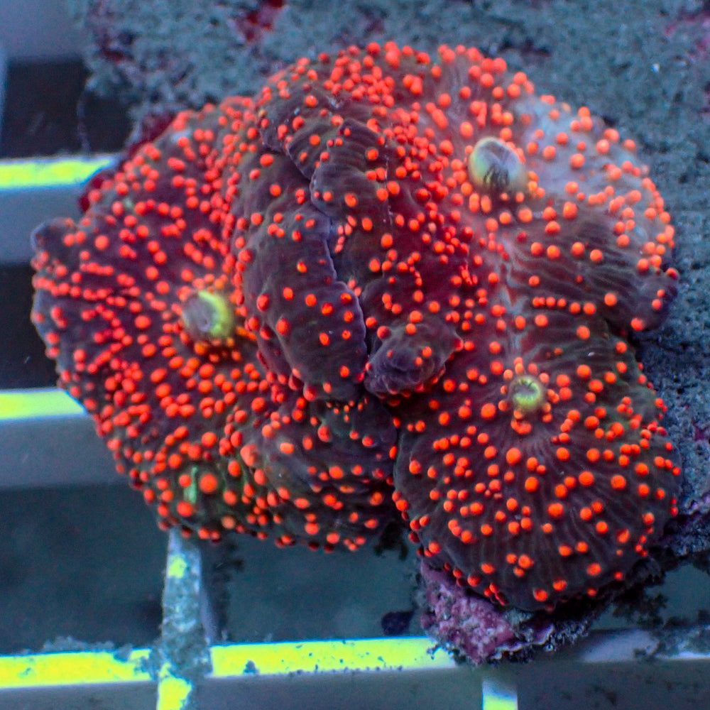 WYSIWYG Red Interstellar Discosoma Mushroom Colony (3 Polyps)