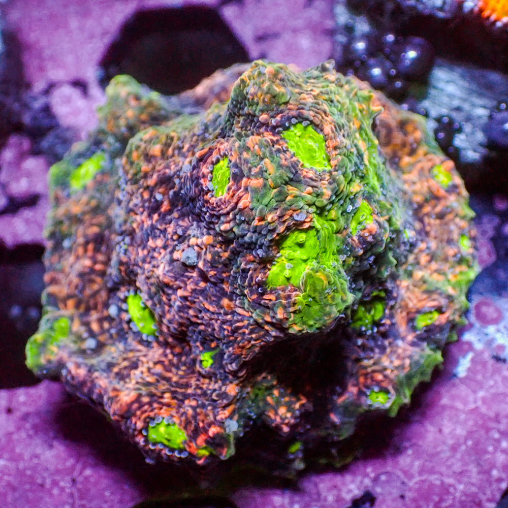 WYSIWYG Martian Rainbow Chalice (1-1.5