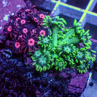 WYSIWYG Cosmo & Wanda Goniopora Colony (0.5-1") - Corals Anonymous