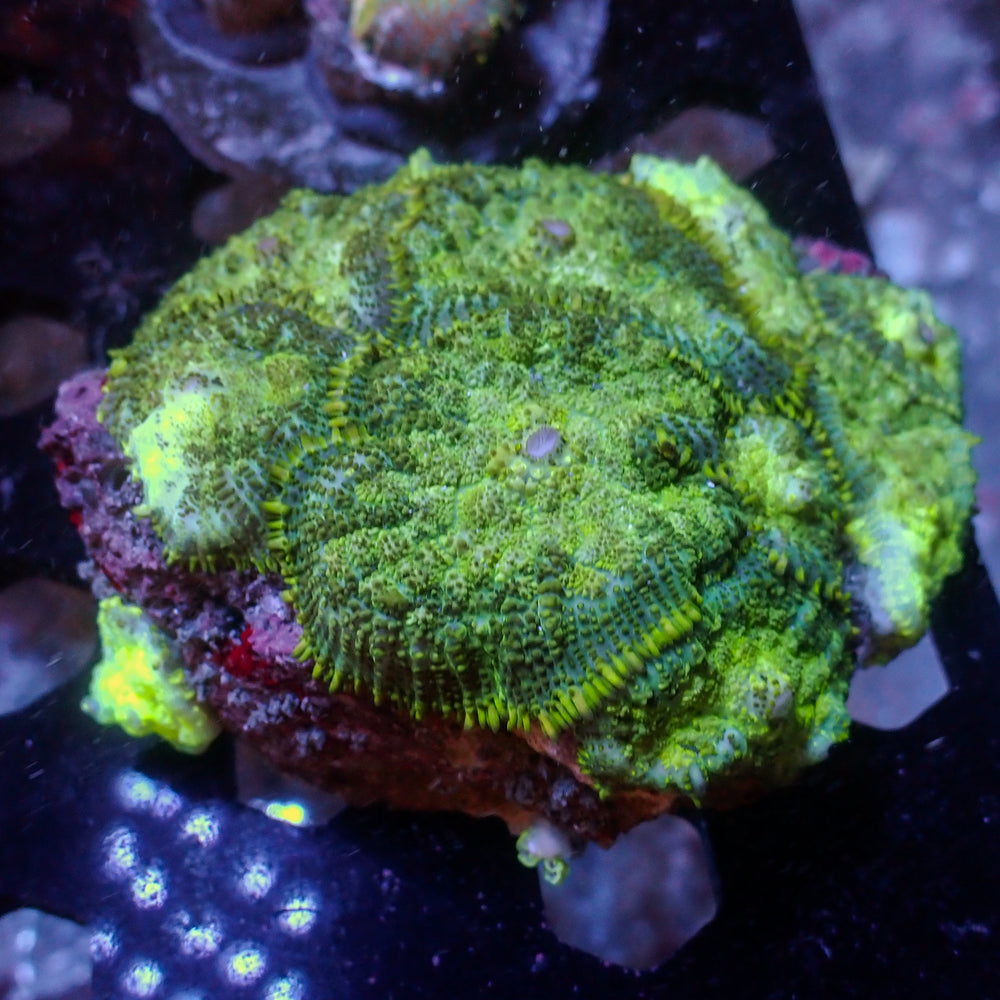 WYSIWYG Green Rhodactis Mushroom Colony (9+ Polyps) - Corals Anonymous