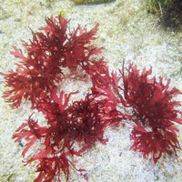 Pom Pom Gracilaria Macroalgae
