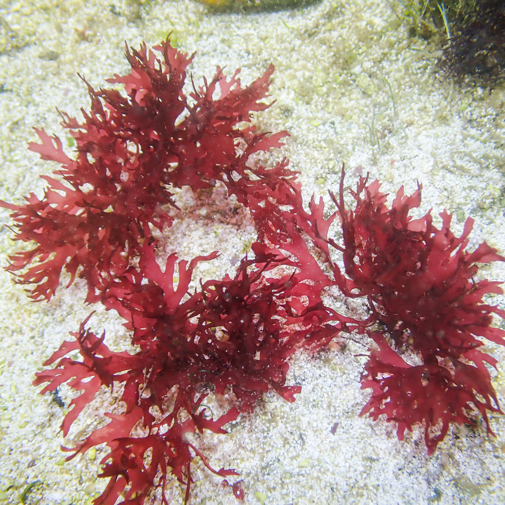 Pom Pom Gracilaria Macroalgae