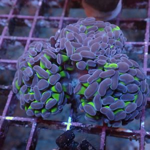WYSIWYG Purple Tip Hammer Colony (3 Polyps) - Corals Anonymous