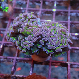 WYSIWYG Purple Tip Hammer Colony (3 Polyps) - Corals Anonymous