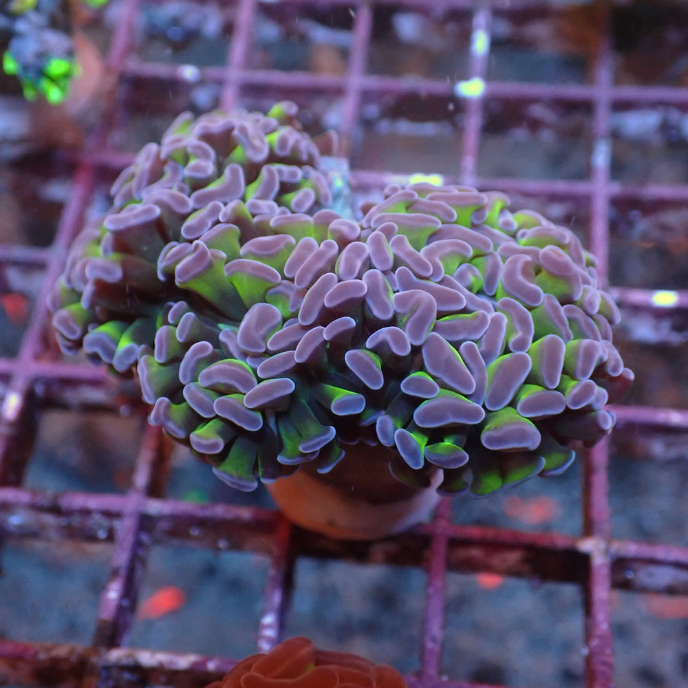 WYSIWYG Purple Tip Hammer Colony (3 Polyps) - Corals Anonymous
