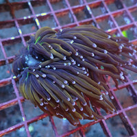 WYSIWYG NY Knicks Torch Colony (5 Polyps) - Corals Anonymous