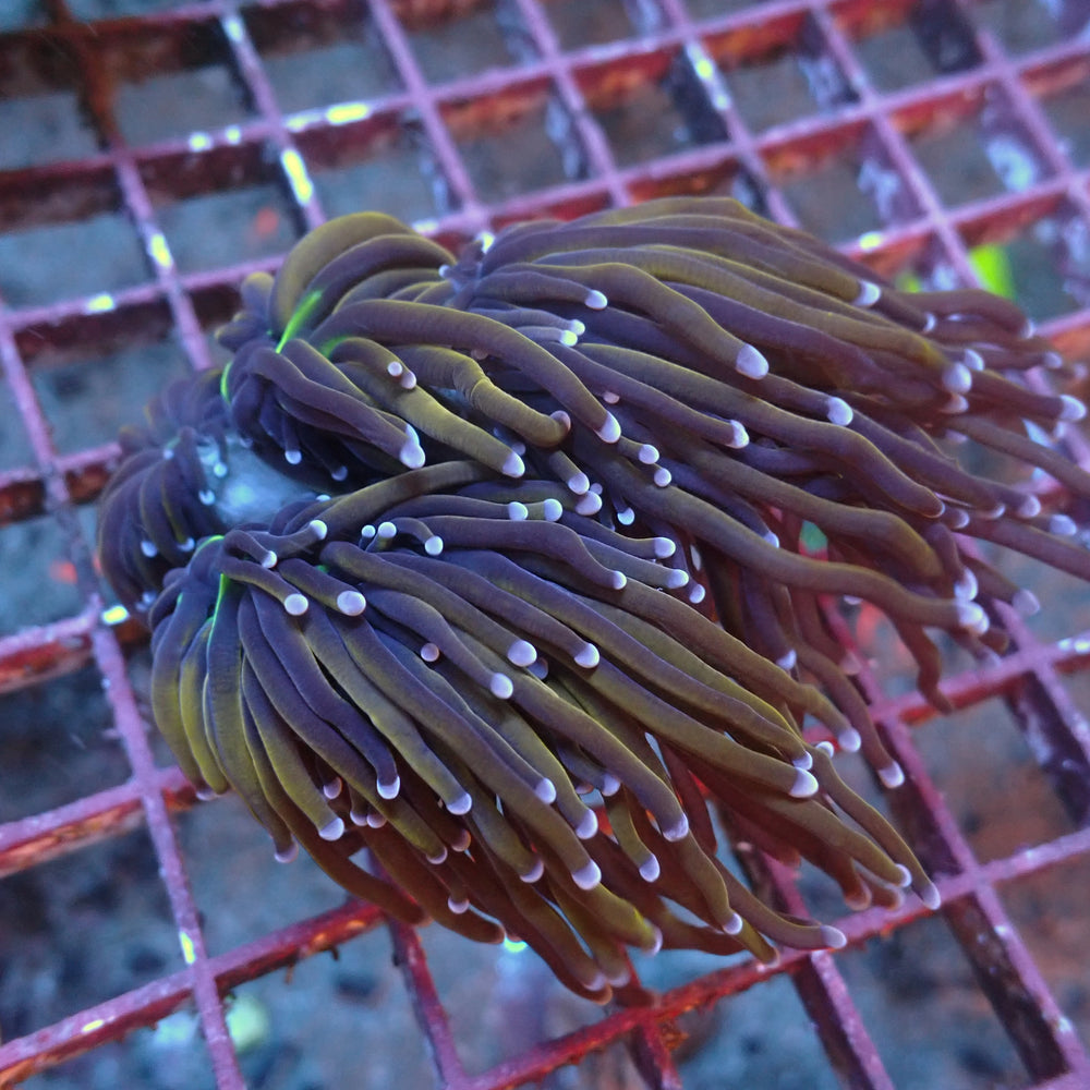 WYSIWYG NY Knicks Torch Colony (5 Polyps) - Corals Anonymous