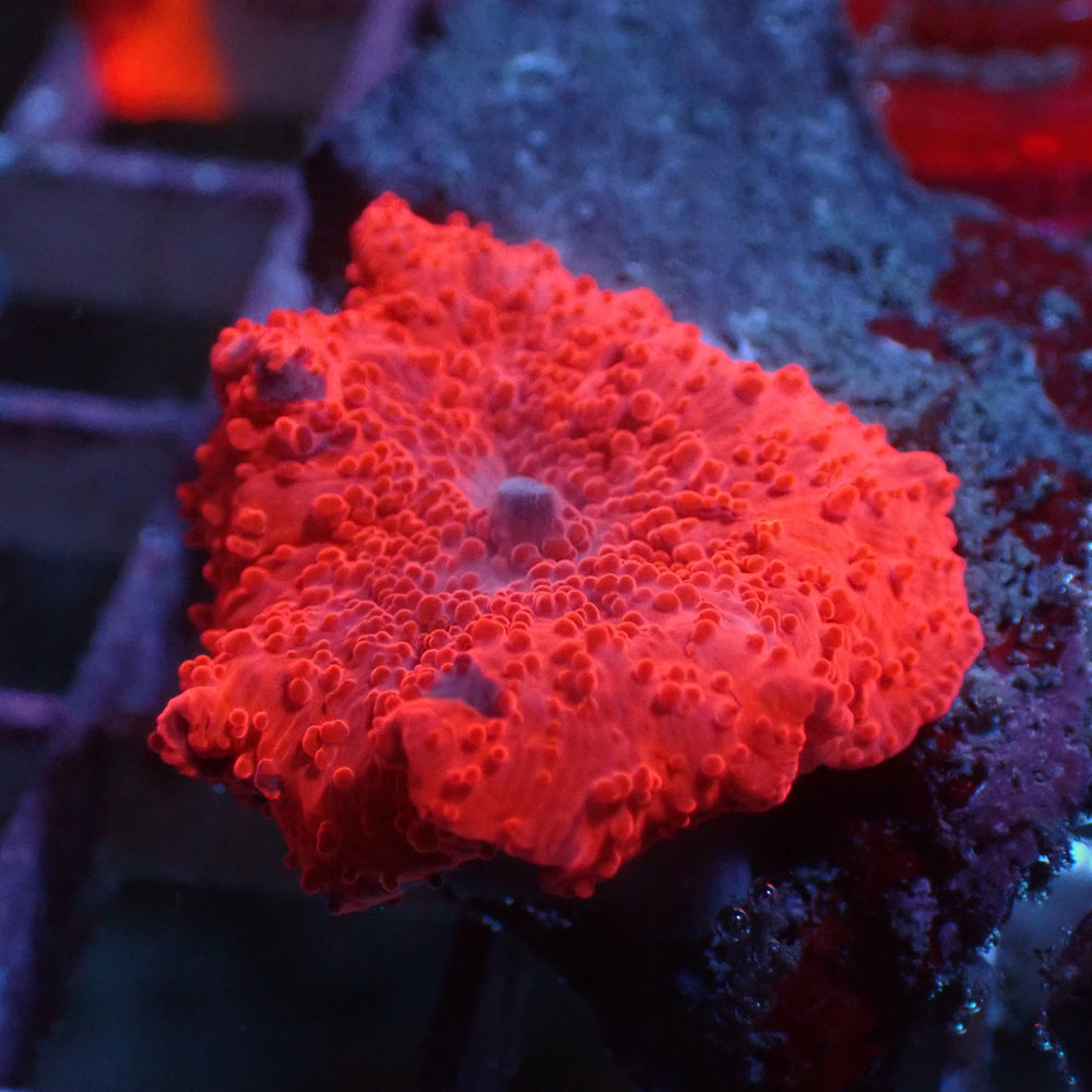 WYSIWYG Deadpool Jawbreaker Mushroom - Corals Anonymous