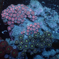 WYSIWYG Rainbow Zoa Combo Colony - Corals Anonymous
