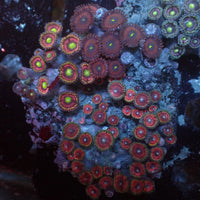 WYSIWYG Rainbow Zoa Combo Colony - Corals Anonymous