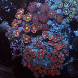 WYSIWYG Rainbow Zoa Combo Colony - Corals Anonymous