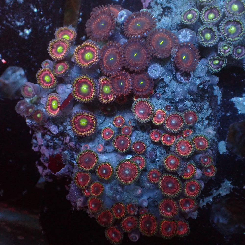 WYSIWYG Rainbow Zoa Combo Colony - Corals Anonymous